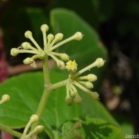 Cissus vitiginea L.